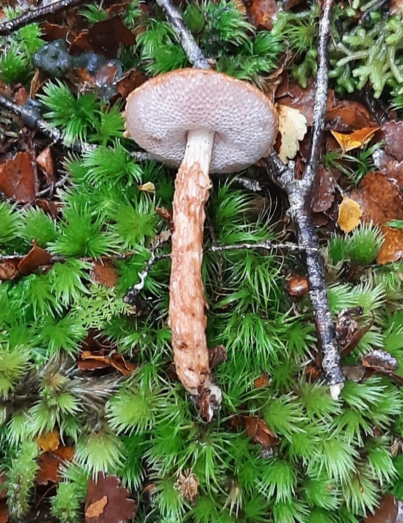 Austroboletus novae-zelandiae · April 2026 · photo: © davidwhyte (iNaturalist, cc-by-sa)