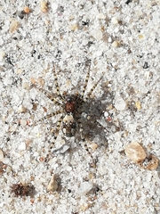 Arctosa perita