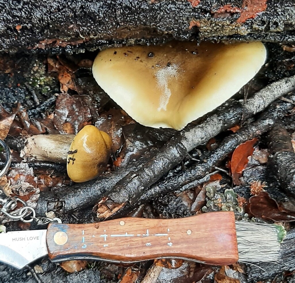 Tricholoma viridiolivaceum