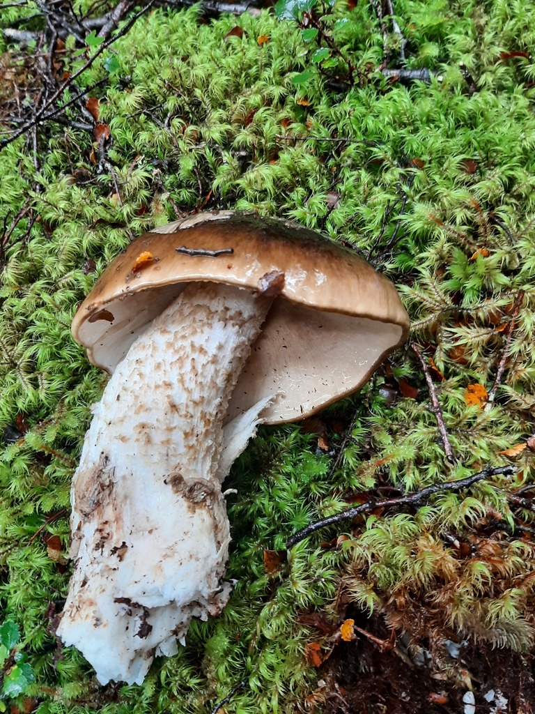 Amanita nothofagi · April 2026 · photo: © davidwhyte (iNaturalist, cc-by-sa)