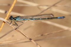 Coenagrion lunulatum