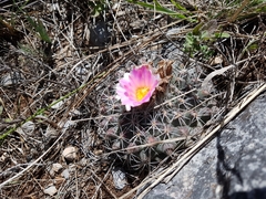 Thelocactus rinconensis freudenbergeri