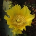 Erect Pricklypear - Photo (c) chiuluan, some rights reserved (CC BY), uploaded by chiuluan