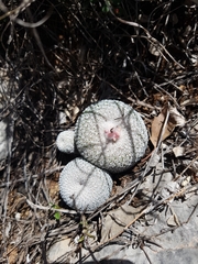Epithelantha cryptica