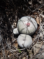 Epithelantha cryptica