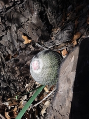 Epithelantha greggii