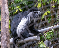 Colobus angolensis