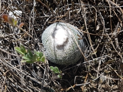 Epithelantha greggii
