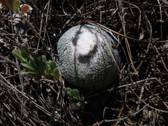 Epithelantha greggii