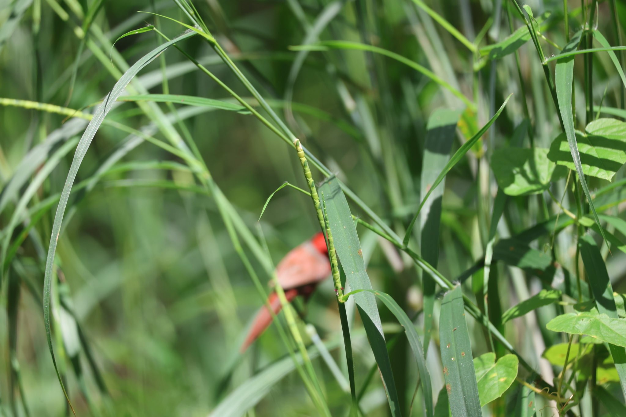 Imagem de Rottboellia cochinchinensis