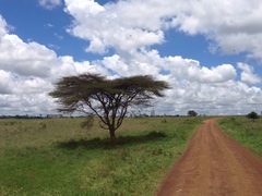 Vachellia xanthophloea