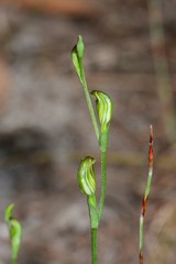 Pterostylis parviflora