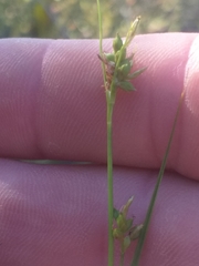 Carex spartea