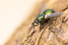 Gymnocheta viridis