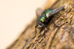 Gymnocheta viridis