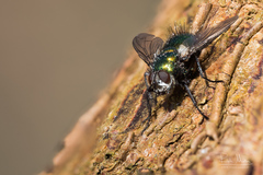 Gymnocheta viridis