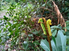 Macroglossum passalus