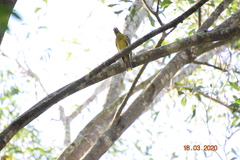 Oriolus flavocinctus