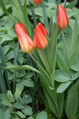 Tulipa praestans, photograph (c) Morten Ross, some rights reserved (CC BY)