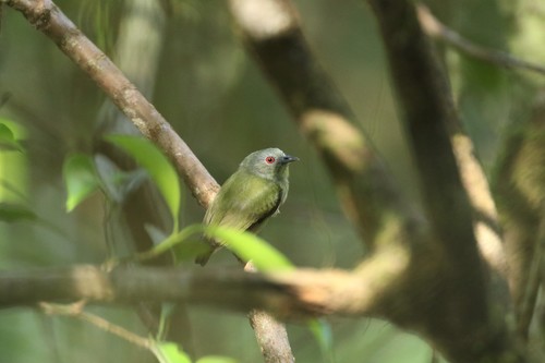 White-crowned Manakin