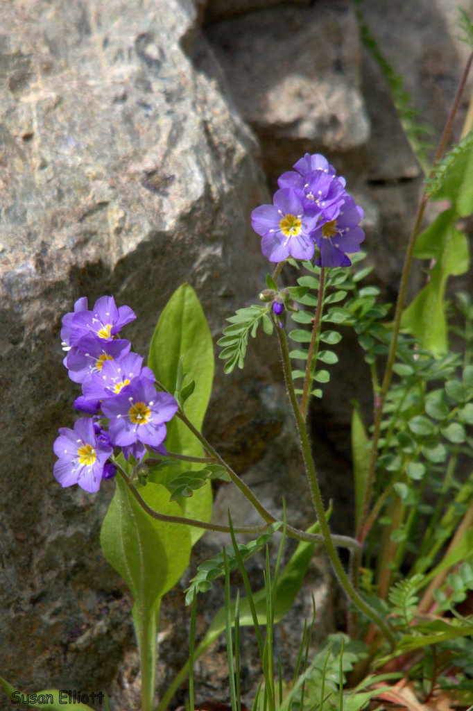 Polemonium pulcherrimum ssp. lindleyi