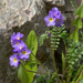 Polemonium pulcherrimum lindleyi - Photo (c) Susan Elliott, algunos derechos reservados (CC BY-NC), subido por Susan Elliott