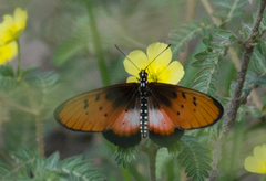 Acraea stenobea