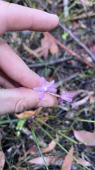 Dipodium roseum, photograph author not stated, no rights reserved