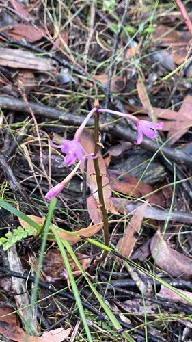Dipodium roseum, photograph 5