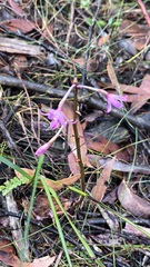 Dipodium roseum, photograph author not stated, no rights reserved