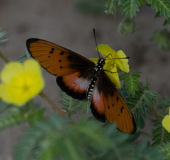 Acraea stenobea