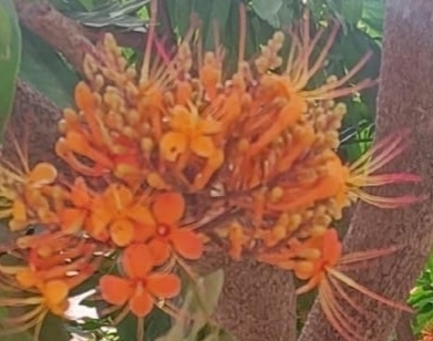 Saraca indica observed 2026-04-18