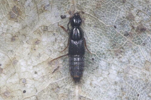 Quedius xanthopus