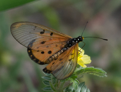 Acraea neobule neobule