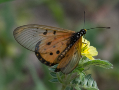 Acraea neobule neobule