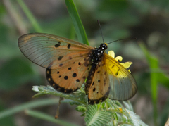 Acraea neobule neobule