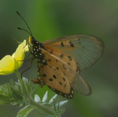 Acraea neobule neobule