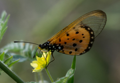 Acraea neobule neobule