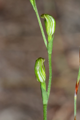Pterostylis parviflora