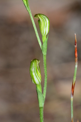 Pterostylis parviflora