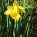 Narcissus pseudonarcissus major - Photo (c) Meneerke bloem, algunos derechos reservados (CC BY-SA)