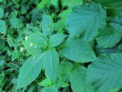 Impatiens parviflora