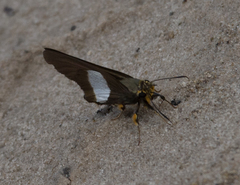 Coeliades forestan forestan