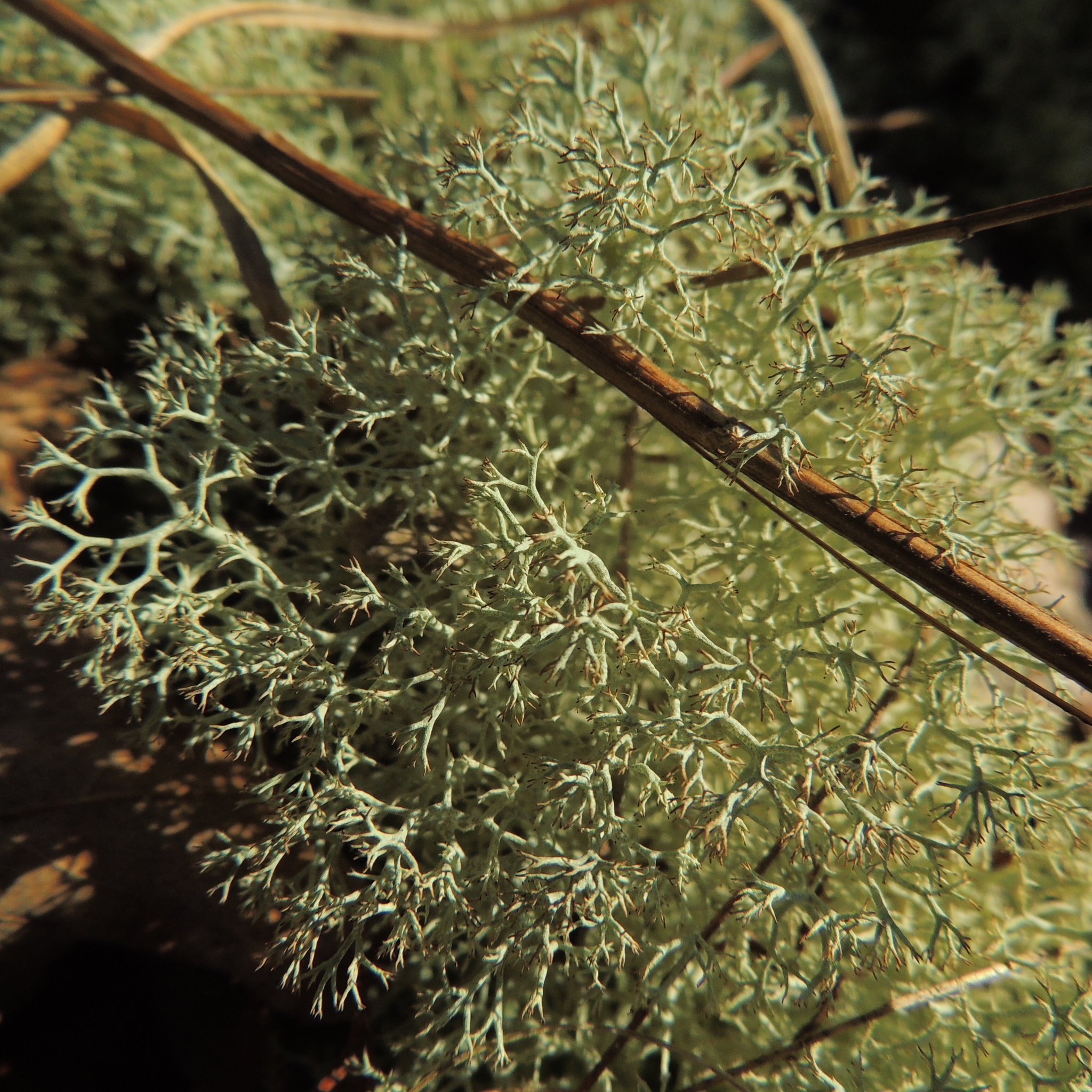 Cladonia image