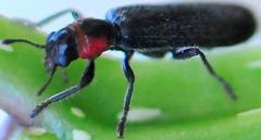 Placopterus thoracicus