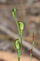 Pterostylis parviflora