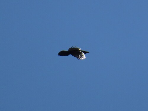 Common Raven