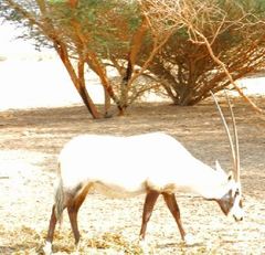 Oryx leucoryx