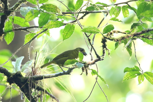 Yellow-lored Tanager
