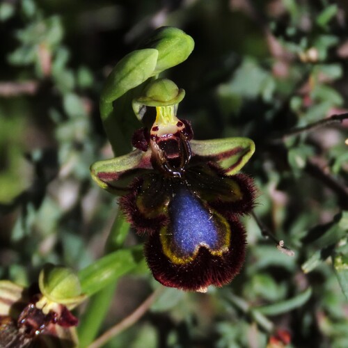 Mirror orchid